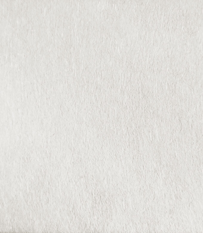 テーラーのしろ鼠